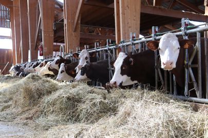 vaches laitières de montagne